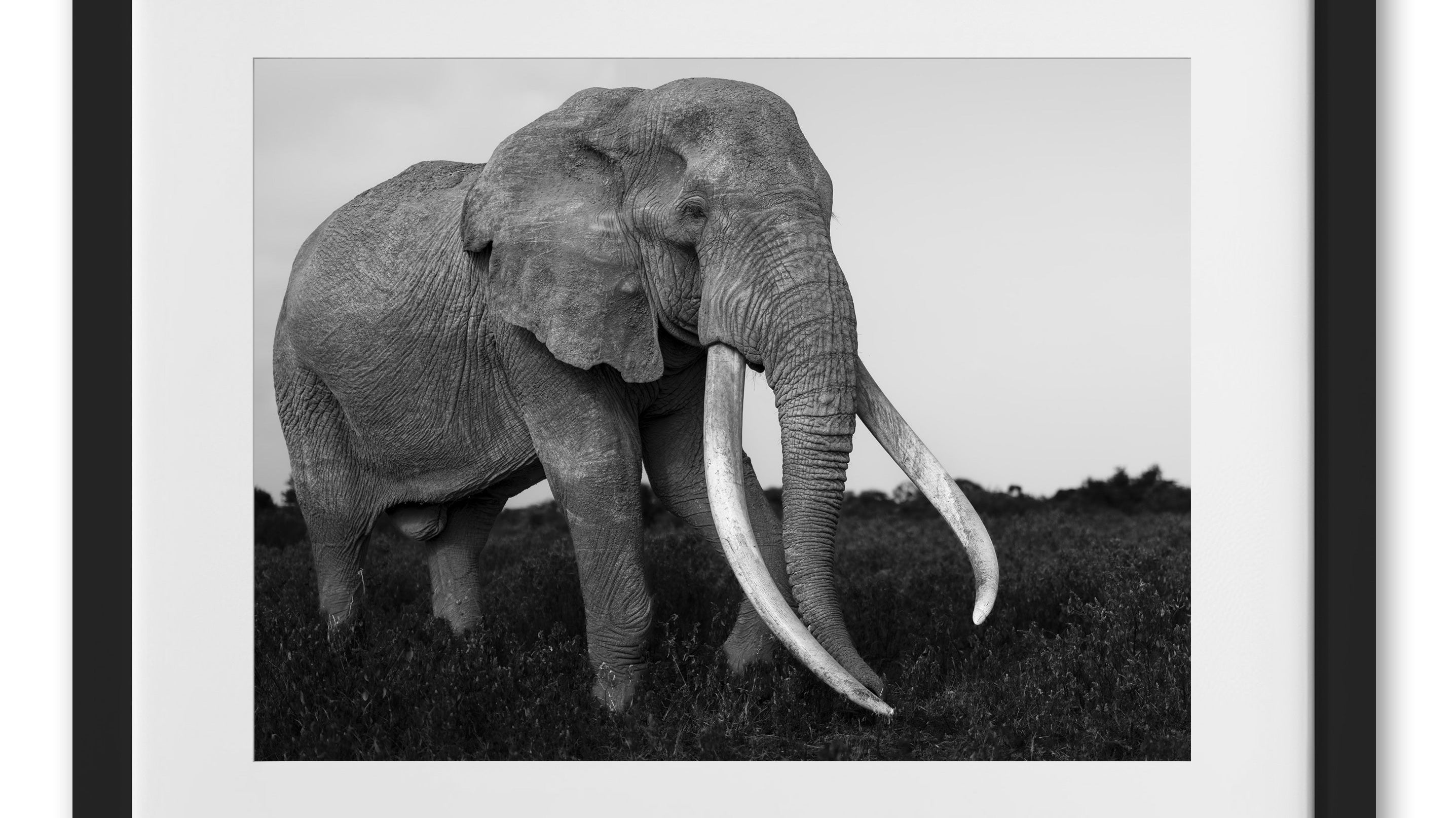 Farewell to Craig: The Gentlest & Rarest of Giants