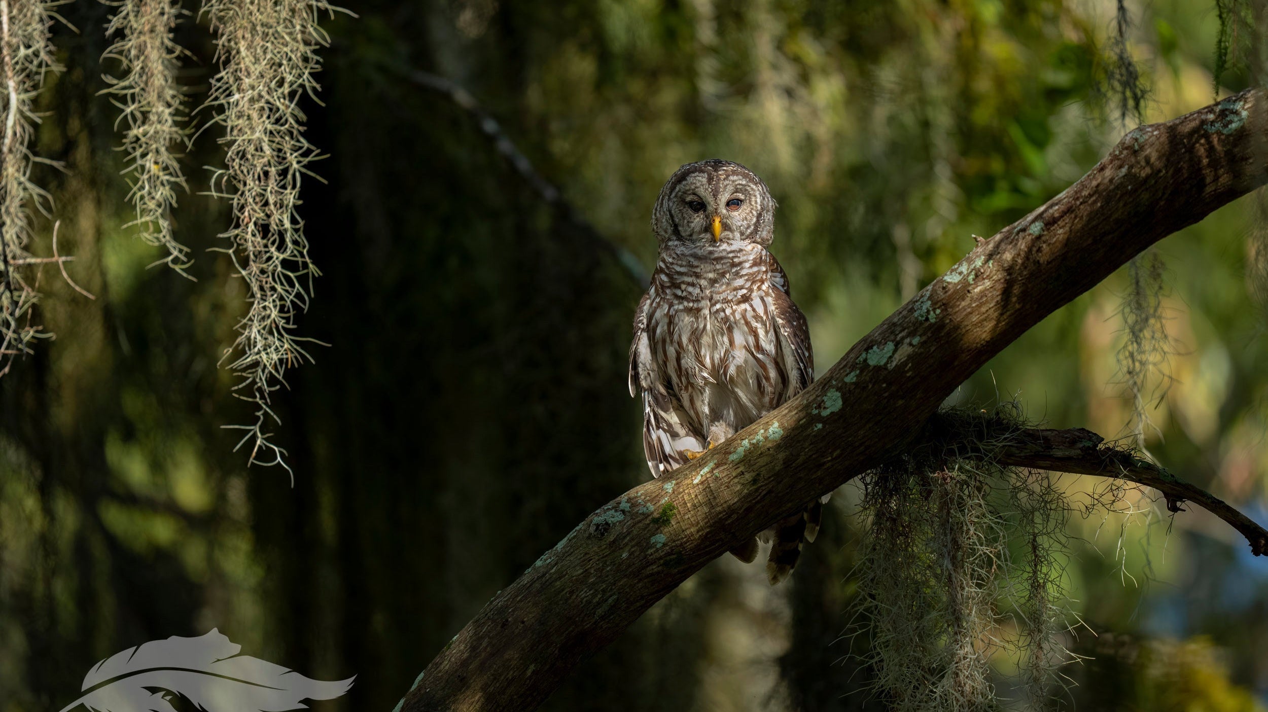 The U.S. Government's Plan to Hunt & Kill 500,000 Barred Owls