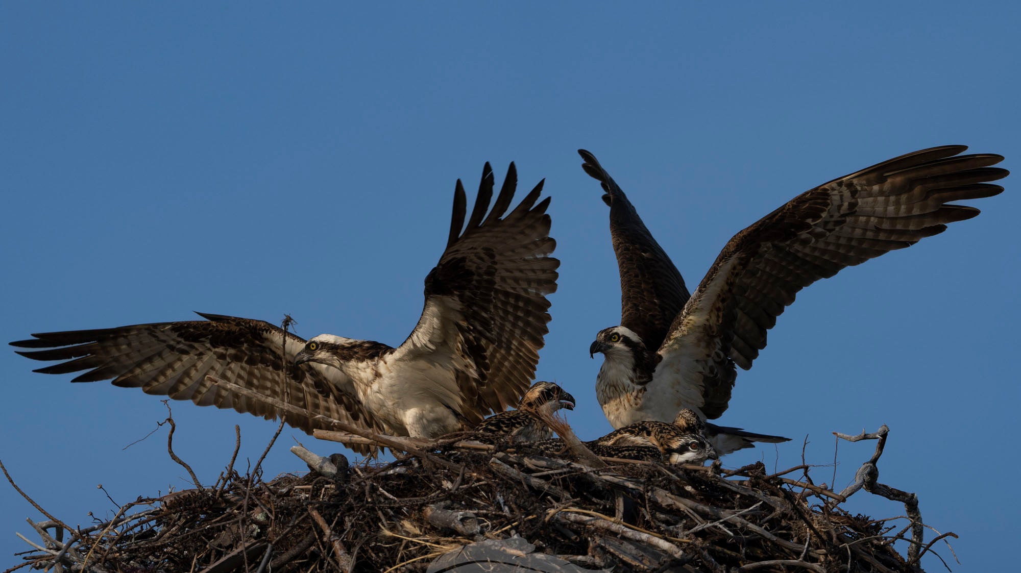 Watching an Osprey Pair Year After Year