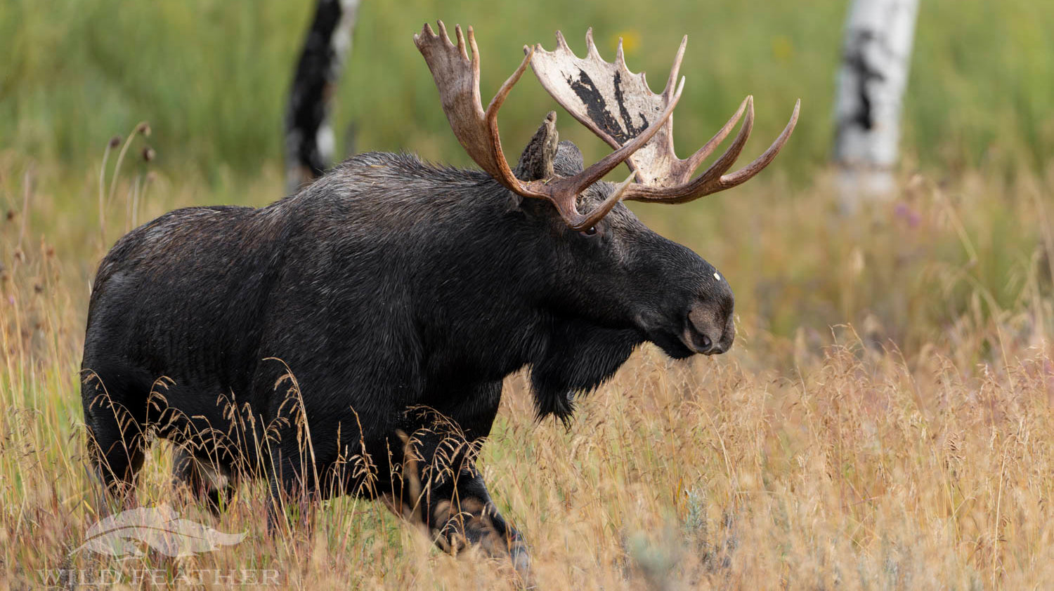 Trip Report (Part I): Greater Yellowstone Ecosystem - Sep. 20-22, 2023