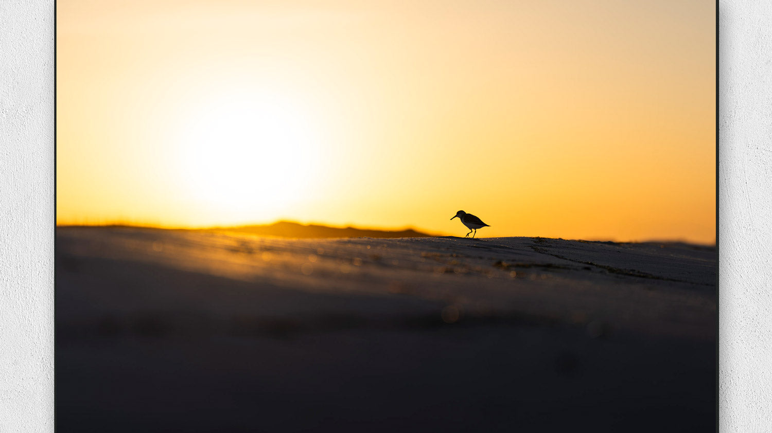 Celebrating Birds of Florida