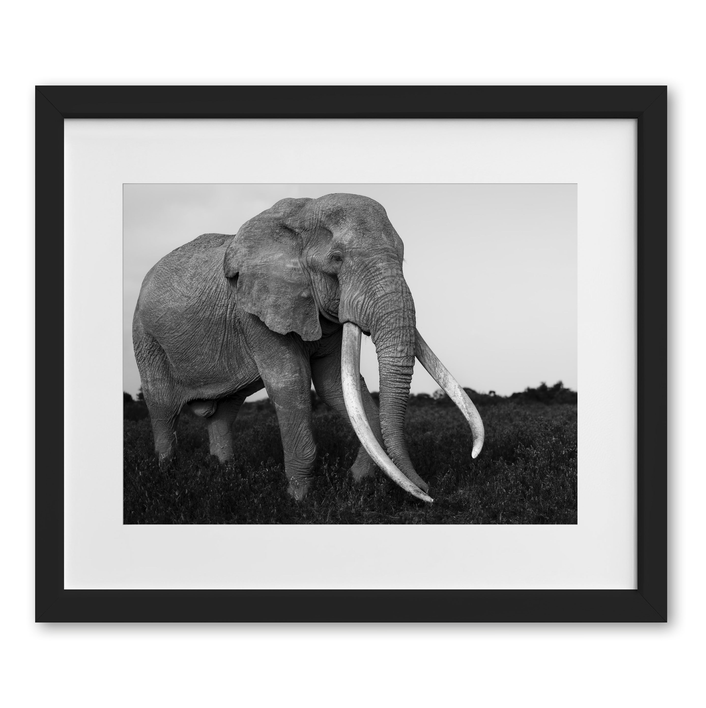 Farewell to Craig: The Gentlest & Rarest of Giants