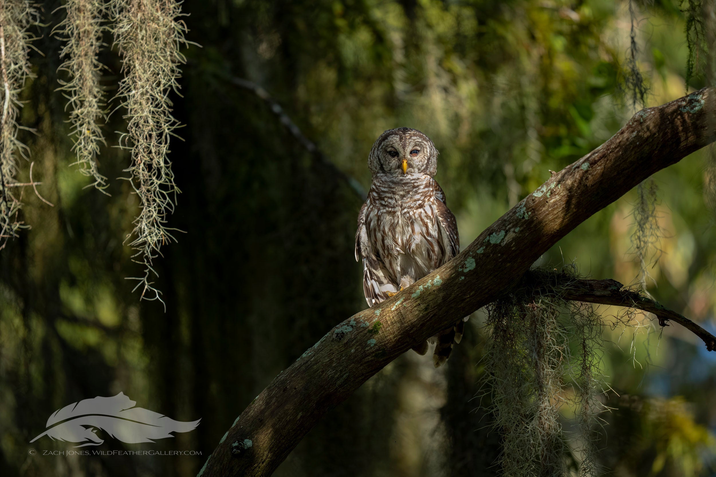 The U.S. Government's Plan to Hunt & Kill 500,000 Barred Owls