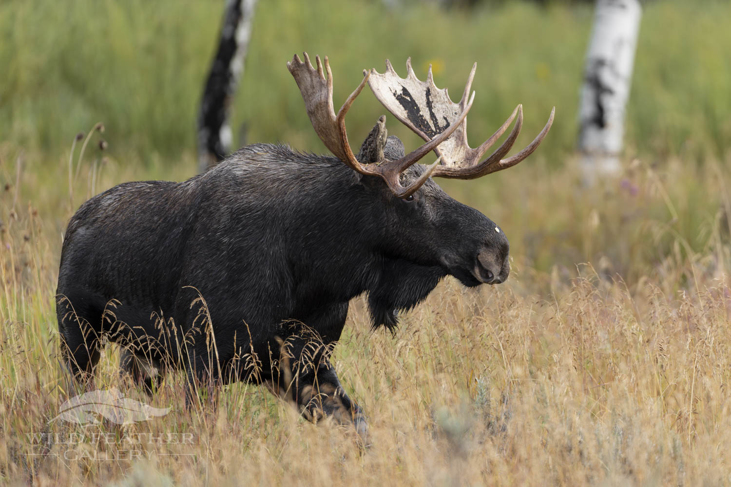 Trip Report (Part I): Greater Yellowstone Ecosystem - Sep. 20-22, 2023