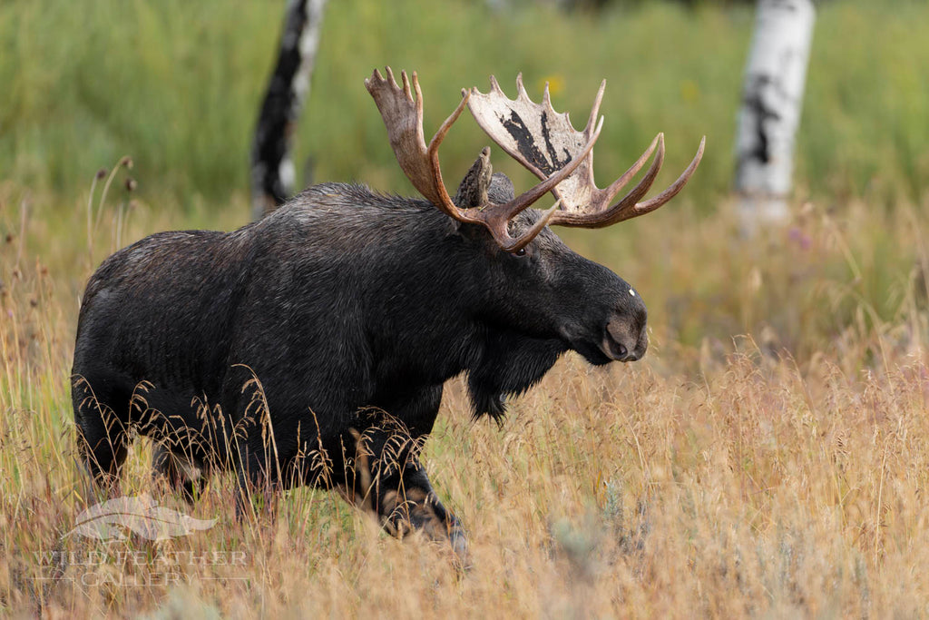 Trip Report (Part I): Greater Yellowstone Ecosystem - Sep. 20-22, 2023