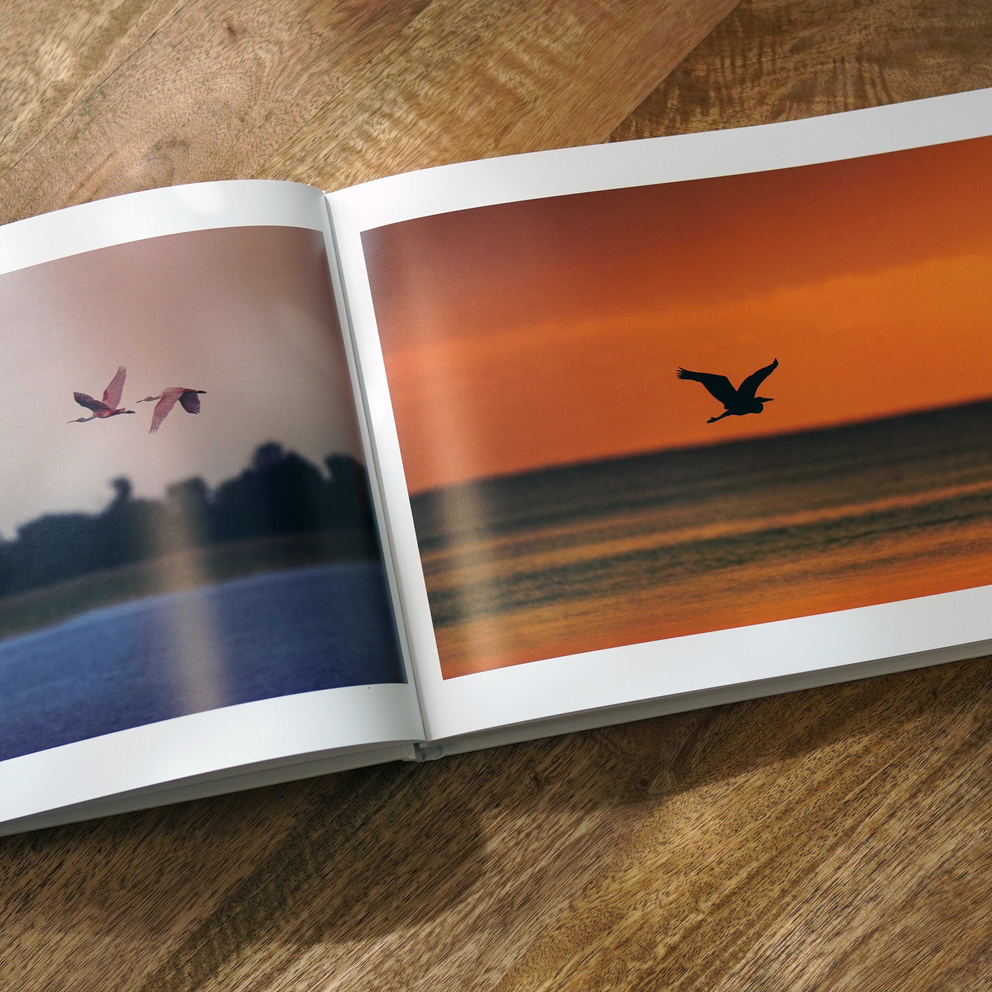 Exploring Creation: Birds of Florida (Volume I) – Wild Feather Gallery